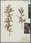 Foto von Salix alba subsp. vitellina (L.) Arcang.
